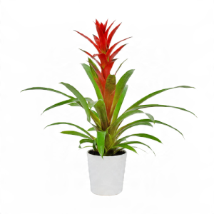 Beyaz Seramik Saksıda Guzmania