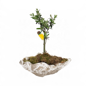 Kayık Saksıda Zeytin Ağacı
