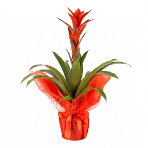 Kırmızı Tülle Sarılı Seramik Saksıda Guzmania Çiçeği