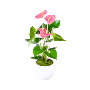 Roses Çiçekçilik Pembe Antoryum