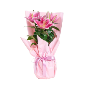 Roses Çiçekçilik Saksıda Pembe Lilyum