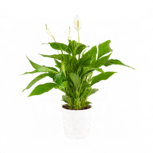 Saksıda Spatifilyum Çiçeği