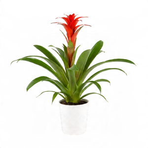 Seramikte Guzmania Çiçeği