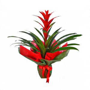 Yeşil Kırmızı Tergele Sarılı Saksıda Guzmania Çiçeği
